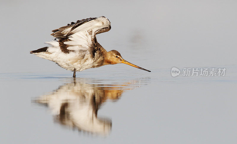 黑尾白鲸(Limosa Limosa)开始了